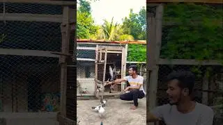 It's time for the pigeons to come out☺️#pigeon ##fancypigeon #highflyingkabutar #yoytubeshorts