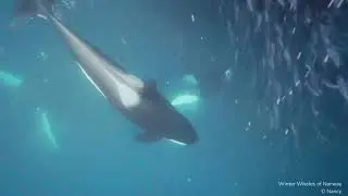 2025 Wrapped: From Whales to Walrus!