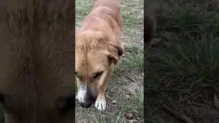 Street dog lover 🐶❤️ | Dehradun city 🏙️ #shorts #ytshorts #dogs