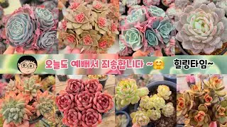 26년1월20일(화)❤️ 오늘도~고운~색감을 자랑하는 예쁘다육 ~60종😍오늘도 즐영상요😍♡#succulent plants #多肉植物#다육식물 #예쁜다육식물 #한파 