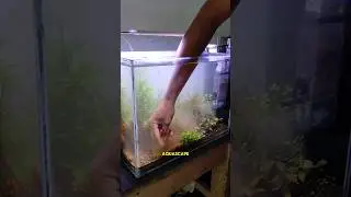 TERNYATA SEPERTI INI CARA MENGGANTI AIR AQUASCAPE