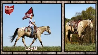 Loyal | Cowgirl Cadillac | Gelding | Appaloosa | 15.1 Hand | Quarter Cross | Buckskin | 7 Yr | Safe