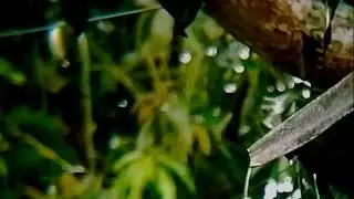 Soothing Rain Soundscape for Zen Meditation &bull; Nature&rsquo;s Peace for Your Mind
