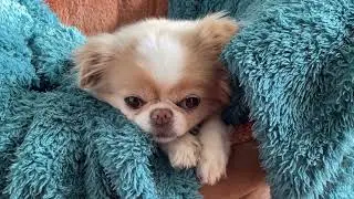 HONEY THE CHIN-WA ( CHIHUAHUA / JAPANESE CHIN ) #dog #cute #pets #chihuahua #chinwa #japanesechin