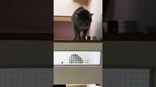 Talkative Tiny Paw Cats Yapping Nonstop 😂 | Funniest Cat Meows Ever