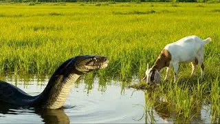 Anaconda Attacks Goat in Rice Field | Real Wild Snake Attack