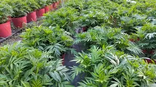 Cách cơi đọt lần cuối cho hoa vạn thọ 