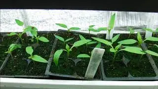 how to feed pepper seedlings, how to feed vegetable seedlings, pepper seedlings update