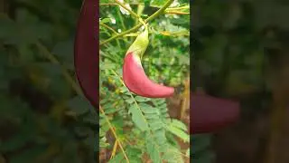 hummingbird flower | agathi poo