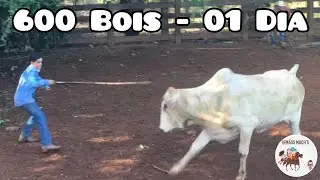 600 BOIS - Passamos repelente e vacinamos em 01 dia - Irmãos Mach´s