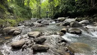 Soothing River Sounds in a Peaceful Green Forest to Help You Sleep Faster and Stay Asleep 🌲💧