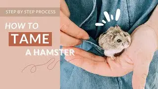 How To Tame A Winter White Hamster Fast (IN ONE WEEK!)