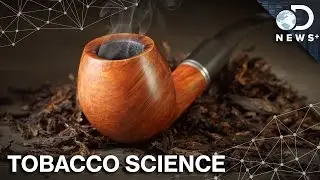 Why Tobacco Naturally Makes Addictive Poison