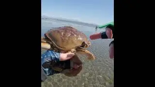 How to measure a male Dungeness crab #crab #beach #fishing