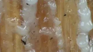 Insects Trapped in Resin (Injured Spruce Tree)