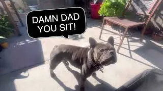 This Frenchie Will Make Your Day