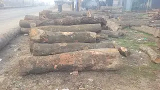 Curved Tree 12 Fit Long Crashing Skills | Long Tree Cutting Master | Real Tree Cutting Machine