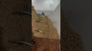 ENERPAT Metal Chip Briquetting Machine compress oily copper chips. 98% oil recovery for a cleaner