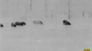 Flir pts 233 hogs