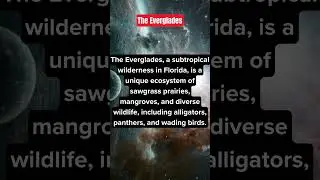 The Everglades: River of Grass! 🐊 Discovering the Everglades