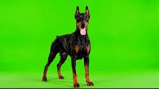 10 Authentic Doberman Actions - Doberman Green Screen Footage (4K Hyperrealism)