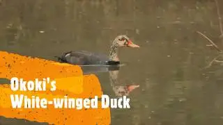 White-winged Duck at Okoki Cambodia