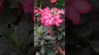 Adenium flowers #nature #garden #shorts