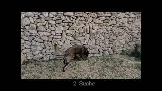 C 10 Amari - 4 Suchen in Folge - 3x Kong - Verleiter