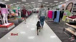 Maisy's Amazing Transformation | 9 month Rottweiler | 15 Day Board & Train  #dogtraining #rottweiler