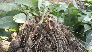জমিতে চাষ করার জন্য দেশি সবরি কলার চারা বিক্রি করা হয় আমাদের কাছ থেকে  নিতে পারবেন যেকোনো জেলায় 