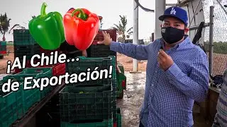 Proceso de empaque de chile bell para exportación