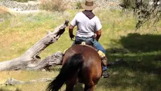 Getting Horse to Jump a Scary Downed Tree- Trail Sacking Out- Horse Confidence
