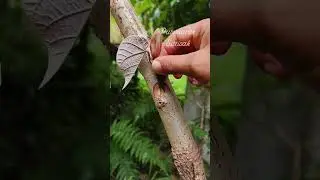 Plug the balance to increase the position#top #treding #tree#tips #gardening #shortvideo#vairalvideo