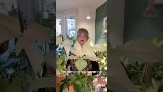 Комнатным растениям не хватает света?