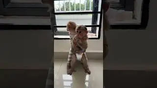 Little monkeys hug each other