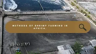 Effective Shrimp Farming Methods and Key Shrimp Species in Africa: A Comprehensive Guide