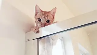 most resourceful cats