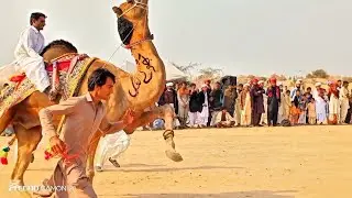 Jhoak Farid Camel Dance Festival 2025 &ndash; Stunning Camel Dance Performance at Jhoak Farid Mela 🐫✨