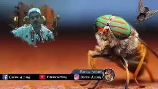 Mamosta Fatih Basi Mesh باسی مێش سبحان الله  بزانە خوا بۆ مێشی درۆس ت کردووە
