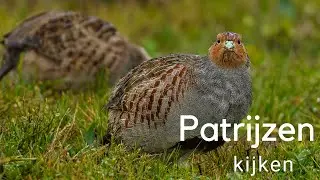 Patrijzen kijken / Observing Grey Partridges #524