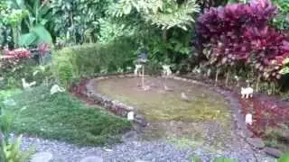Maui Rainforest Birds