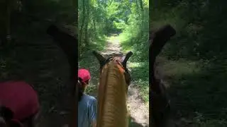 🌻2024 outdoor  activities, horse riding trails