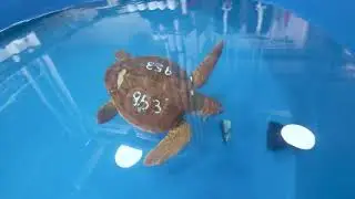 Sea Turtle Rehab at Wonders of Wildlife