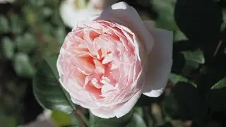 Kordes rose M&auml;rchenzauber