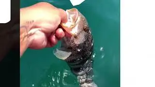 Cool baits under spin with Ultralightheavyweights jig bait