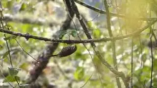Margarornis squamiger Guango 130814 AV 10