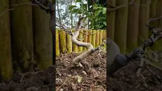Day 560 of planting a tree until 10k🔓 #savethetrees #bonsai #fyp #moss #wire #bend #prune #fy