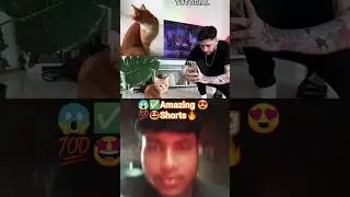 Amazing Cat Reaction 😻 Funny & Respect Shorts | Trending 2025#trending#cat #reaction#entertainment