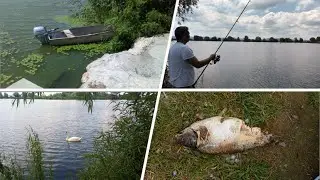 Veliko blato je najveći ribnjak u Beogradu: Nudi carstvo riba, ali do njega dopiru i otpadne vode