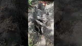 Oak Tree Roots Interfering with Sewer Line to Home August 6, 2022
